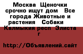 Москва! Щеночки срочно ищут дом - Все города Животные и растения » Собаки   . Калмыкия респ.,Элиста г.